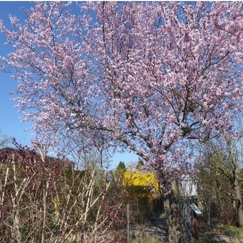 Frühlingseinzug am Kienberg