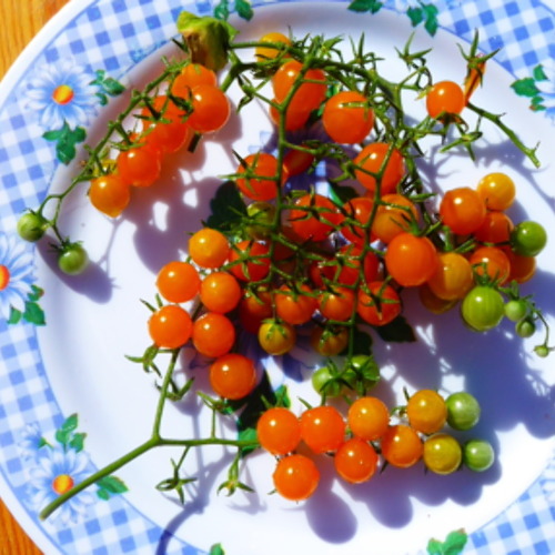 Ob groß, ob klein – Tomaten im Garten müssen sein!Tomatenverkostung 2026 im KGV „Am Kienberg“ e.V.