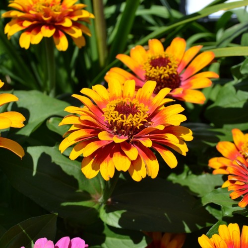 Pflanzenverkauf am 02.05.2026