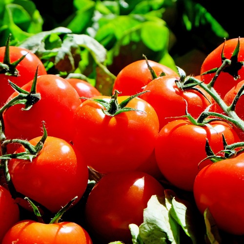 Tomatenvielfalt erleben – Große Tomatenverkostung im KGV Am Kienberg